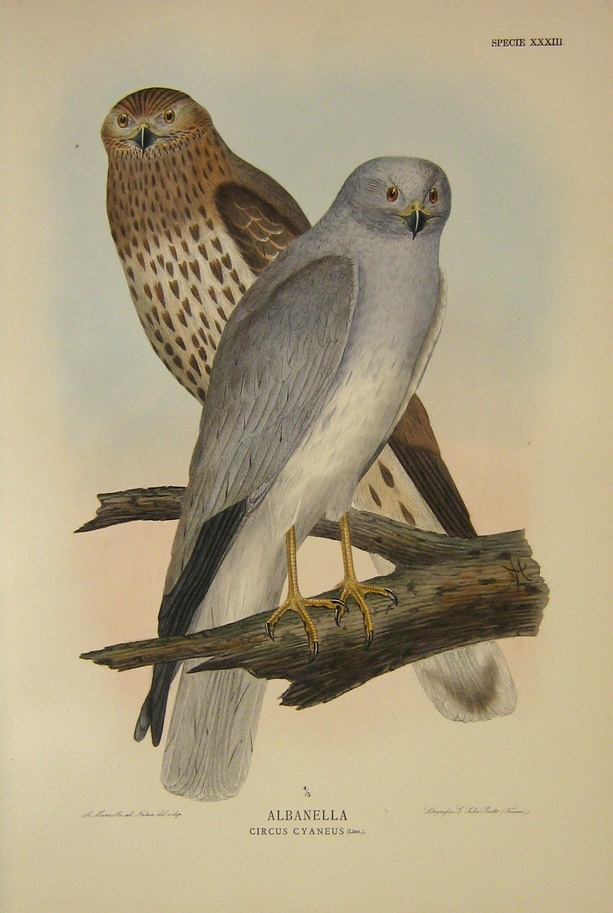collezionare libri di ornitologia
